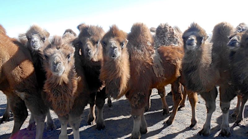 Mongolia
